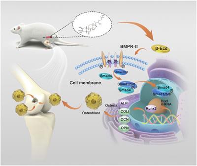 β-Ecdysterone Enhanced Bone Regeneration Through the BMP-2/SMAD/RUNX2/Osterix Signaling Pathway